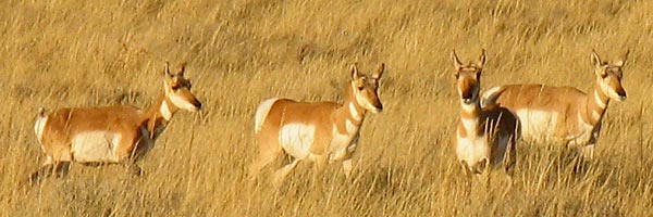 Herd of Wyoming pronghorn antelope does