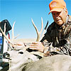 Mule deer, October 7, 2008