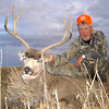 Mule deer, October 8, 2005