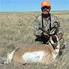 Pronghorn antelope, October 7, 2008
