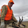 Pronghorn antelope, October 5, 2012