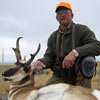 Pronghorn antelope, October 3, 2012