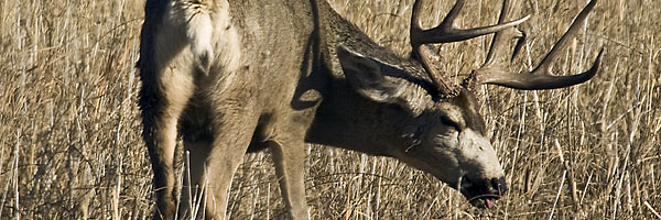 Mule deer buck, © Tony Campbell, Dreamstime