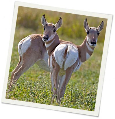 Pronghorn antelope, © Daburke | Dreamstime.com
